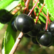 Illustration for article titled The Tastiest Berries That Grow Wild In North America
